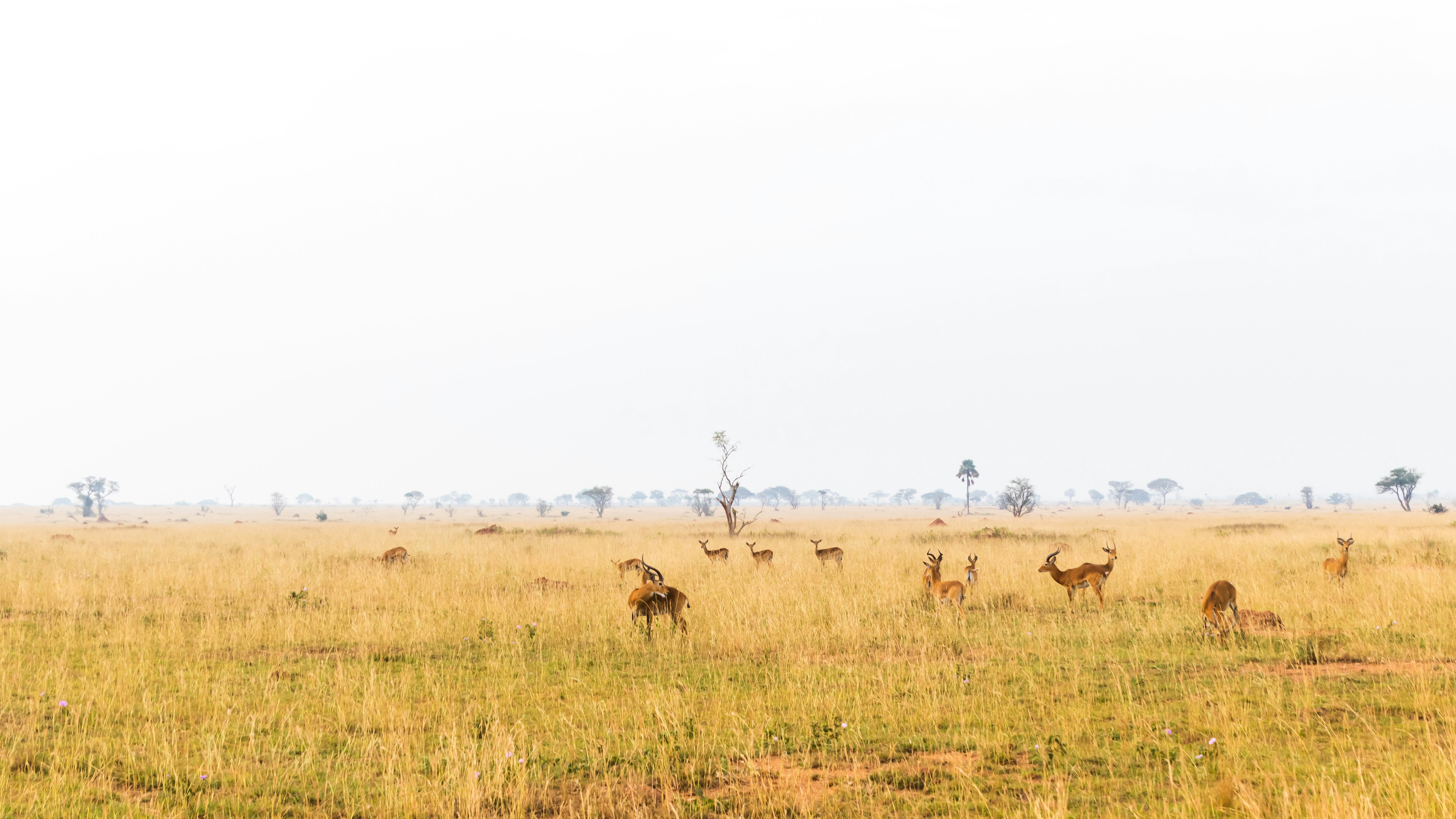 brown and black deer on brown grass field during daytime